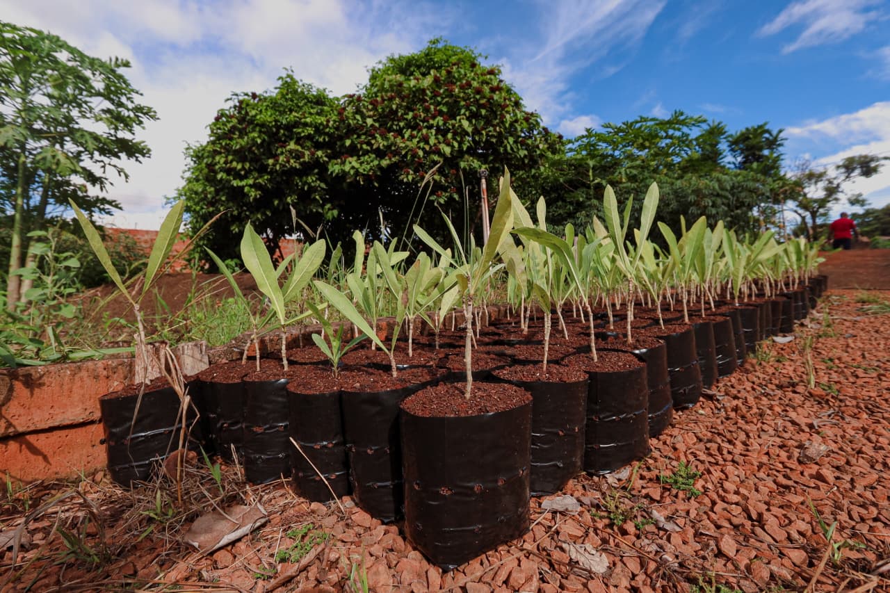 COP15 deixará legado enraizado em nova área verde na Capital