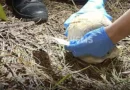 Ossada encontrada em fazenda de Três Lagoas pode ser de homem desaparecido desde 2023