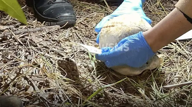 Ossada encontrada em fazenda de Três Lagoas pode ser de homem desaparecido desde 2023