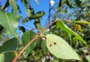 De joaninhas a microvespas, mais de 153,8 milhões de insetos auxiliam na proteção natural de florestas da Suzano em MS